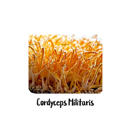Cordyceps Militaris 10cc Liquid Culture Syringe - LC13