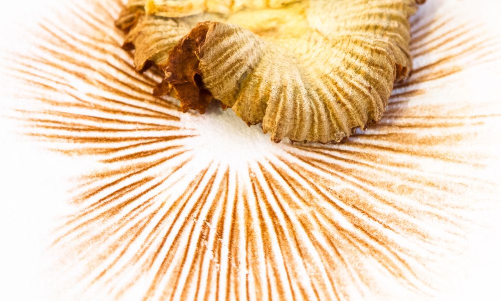 4 Therapeutic Benefits of Mushroom Spores