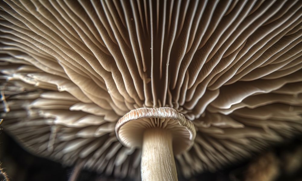 What Are Mushroom Spores? Key Things To Know About