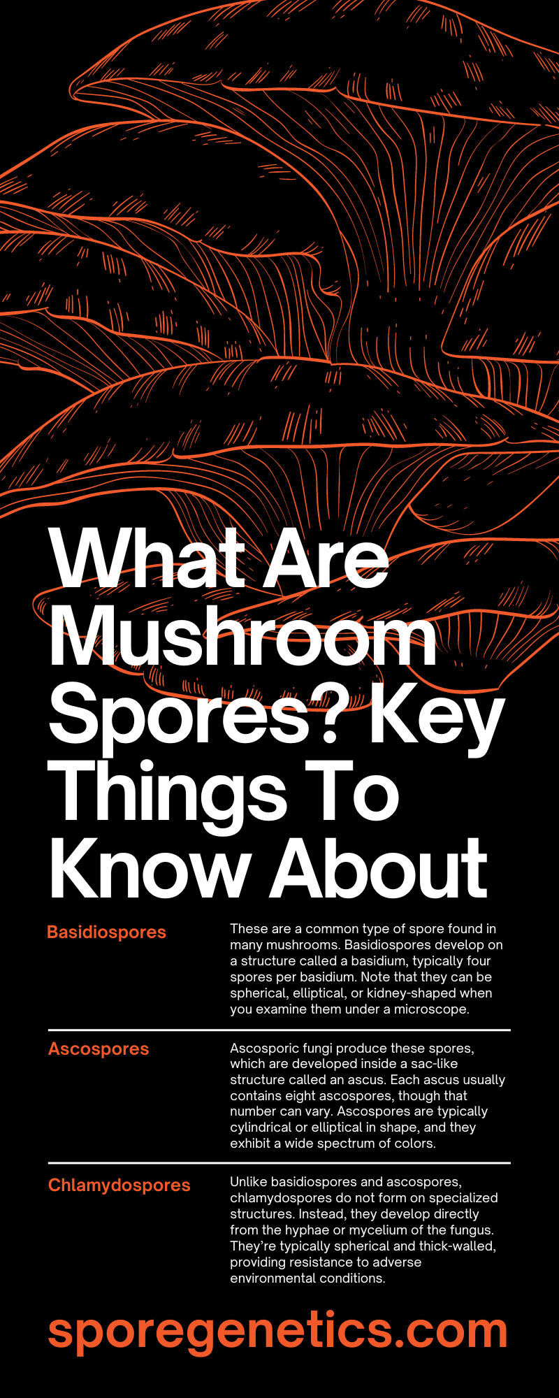 What Are Mushroom Spores? Key Things To Know About