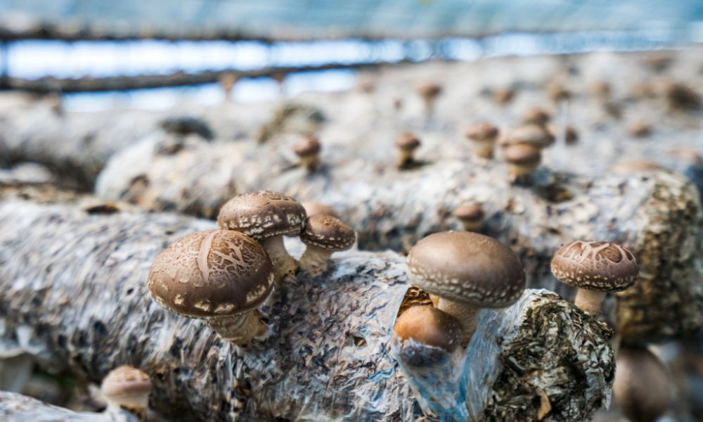 5 Common Signs of Contamination in Mushroom Cultivation