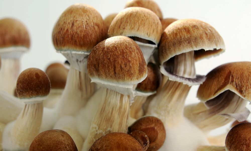 The Ultimate Guide to Psilocybe Cubensis