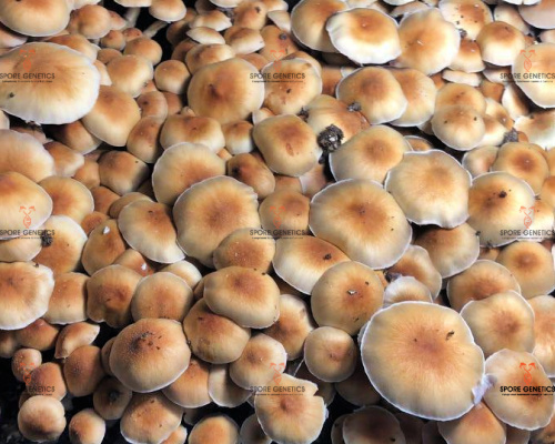 A+ Magic Mushrooms