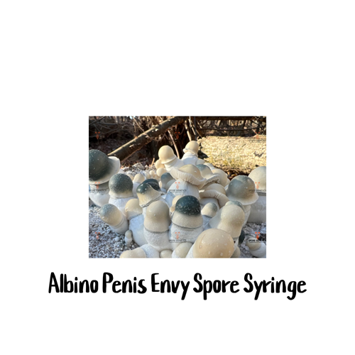 Albino Penis Envy (APE) 10cc Spore Syringe