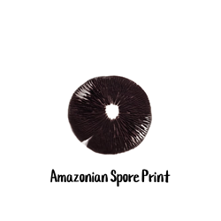 Amazonian Spore Print Amazonian Spore Print