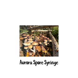 Aurora 10cc Spore Syringe - SS40