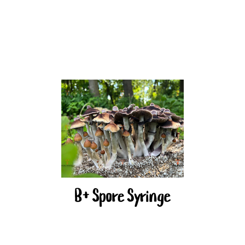 B+ 10cc Spore Syringe