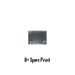 B+ Spore Print - SP04