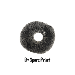 B+ Spore Print B+ Spore Print