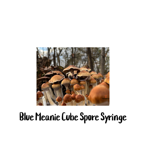 Blue Meanie Cube 10cc Spore Syringe