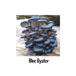 Blue Oyster 10cc Liquid Culture Syringe blue oyster mushroom Pleurotus ostreatus var. columbinus oyster mushroom family shell-like shape meaty flavor culinary uses nutty flavor health benefits protein fiber potassium iron vitamin D low calories antioxidant anti-inflammatory immune function versatile ingredient delicious nutritious elevate meals mild flavor velvety texture reduce inflammation healthy blood pressure improve diet culinary possibilities