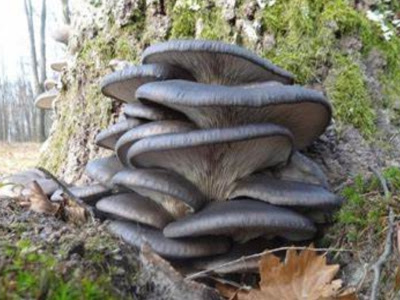 Blue Oyster Fungus