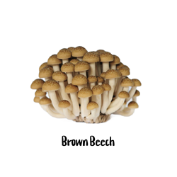 Brown Beech 10cc Liquid Culture Syringe - LC18