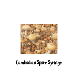 Cambodian 10cc Spore Syringe psilocybe cubensis, magic mushroom spores, cubensis spores, high quality mushroom spores, premium magic mushroom spores, cambodian magic mushroom spores, spore syringe, SG Labs, Spore Genetics, mycologists, researchers, microscopic study, strain, rapid colonization, dynamic growth, cleanroom facilities, purity, quality, HEPA air filtration, positively pressurized environment, contamination-free production, laboratory-grade borosilicate glassware, surgical steel tools, medical-grade syringes, sterilization, UVC, millions of spores, mature mushrooms, unique characteristics, caps, color transition, distinctive veil attributes, sterile dispensing needle, precise spore application, vibrant energy, creative potential, Angkor Wat, Cambodia