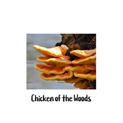 Chicken of the Woods 10cc Liquid Culture Syringe - LC17