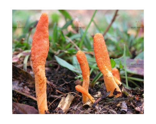 Cordyceps Militaris 10cc Liquid Culture Syringe Cordyceps Militaris, Liquid Culture, Commercial Cultivation, Hobbyist Cultivation, Traditional Medicine, Health Supplements, Pure Culture, Controlled Conditions, High-quality Production, Potential Health Benefits,