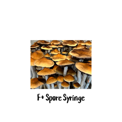 F+ 10cc Spore Syringe - SS15