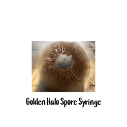 Golden Halo 10cc Spore Syringe - SS24