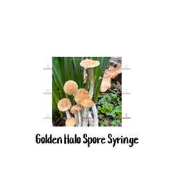 Golden Halo 10cc Spore Syringe - SS24