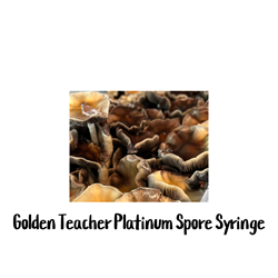 Golden Teacher Platinum 10cc Spore Syringe - SS14