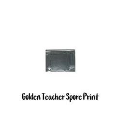 Golden Teacher Spore Print - SP01