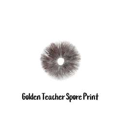 Golden Teacher Spore Print Golden Teacher Spore Print