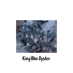 King Blue Oyster 10cc Liquid Culture Syringe - LC20
