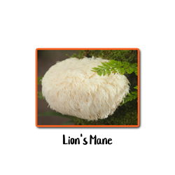 Lions Mane 10cc Liquid Culture Syringe Lions Mane Mushroom, Superfood, Traditional Chinese Medicine, Health Benefits, Brain Function, Immune System, Overall Health and Well-being, Cognitive Function, Inflammation, Nutrients, Antioxidants, Hericium erinaceus, Edible Mushroom, Unique Appearance, Temperate Regions, North America, Europe, Asia, Medicinal Benefits, Heart Health, Culinary Uses, Mild Flavo,r Meaty Texture, Soups and Stews, Stir-Fries, Salads, Versatile Ingredient, New Foods, Exploring Flavors,