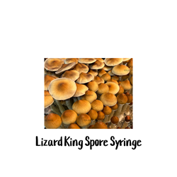 Lizard King 10cc Spore Syringe SG Labs, Lizard King 10cc Spore Syringe, Psilocybe cubensis strains, Spore enthusiasts, Spore researchers, Magic mushroom spores, Lizard King Strain, Mycologists, Lizard King Spores, magic mushroom spore store, Adaptability, Dung and wood substrate, Abundant harvests, Microscopy, magic mushrooms spores, SG Labs spore store, Psilocybe cubensis spores, spore prints, Spore Genetics,