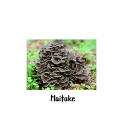 Maitake 10cc Liquid Culture Syringe Maitake mushrooms, Hen-of-the-Woods, Dancing mushroom, Grifola frondosa, Mushroom clusters, Meaty texture, Earthy flavor, Culinary uses, Health benefits, Immune-boosting properties, Anti-inflammatory effects, Anti-cancer activity, Stir-fries, Soups, Pasta dishes,