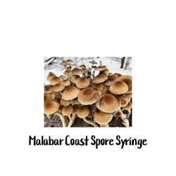 Malabar Coast 10cc Spore Syringe - SS26