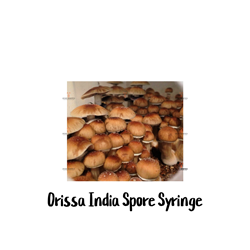 Orissa India 10cc Spore Syringe - SS29