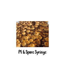 PE6 10cc Spore Syringe mushroom spore syringes, top-quality, research needs, PE6 Spore Syringe, mushroom cultivation, mycologist, high yields, sterile lab environment, experienced researcher, Penis Envy #6, Tex, hybrid strain, spore production, sporulation, Texas Cubensis, slim, fleshy, curvy stipes, broader caps, spore collection, McKenna, Pollock, Uncut Penis Envy, Albino Penis Envy, APE, Texas Penis Envy, Trans Penis Envy, bizarre-looking hybrids, mycologists,