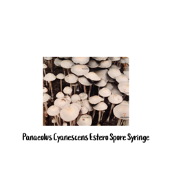 Panaeolus Cyanescens Estero 10cc Spore Syringe - SS12