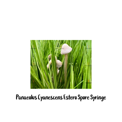 Panaeolus Cyanescens Estero 10cc Spore Syringe - SS12