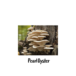 Pearl Oyster 10cc Liquid Culture Syringe - LC07