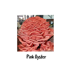 Pink Oyster 10cc Liquid Culture Syringe - LC05