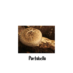 Portobello 10cc Liquid Culture Syringe - LC09
