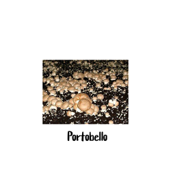 Portobello 10cc Liquid Culture Syringe - LC09