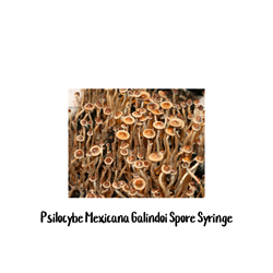 Psilocybe Mexicana Galindoi 10cc Spore Syringe - SS48