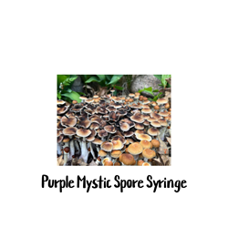Purple Mystic 10cc Spore Syringe - SS04
