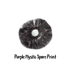 Purple Mystic Spore Print Purple Mystic Spore Print