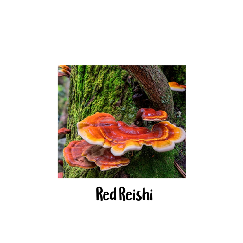 Red Reishi 10cc Liquid Culture Syringe