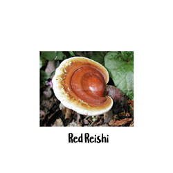 Red Reishi 10cc Liquid Culture Syringe - LC14