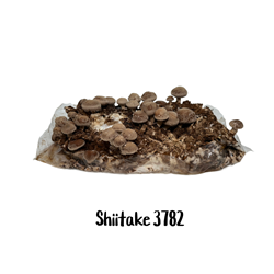 Shiitake 3782 10cc Liquid Culture Syringe - LC06