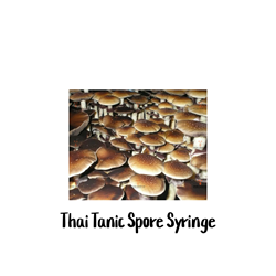 Thai Tanic (Thai Lipa Yai) 10cc Spore Syringe Thai Tanic mushroom spores, Thailand, potent strains, identify, research, home, exotic, Psilocybe cubensis, Thai Lipa Yai, magic mushroom, Koh Samui mushroom, mycologist, South East Asia, size, cap, stems, abundance, spores, potency scale