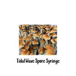 Tidal Wave 10cc Spore Syringe Tidal Wave Spore Syringe, SG Labs, Penis Envy, B+ strains, Psilocybe cubensis hybrid, genetic history, mycologists, myco-engineers, magic mushroom research, psilocybin, in-vitro bubble, stable Tidal Wave mushroom, chameleon strain, microsporic research, abundant spores, versatile, potent.