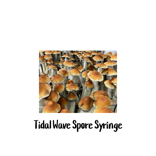Tidal Wave 10cc Spore Syringe
