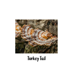 Turkey Tail 10cc Liquid Culture Syringe Turkey Tail, Liquid Culture, mushroom cultivation, First Generation Turkey Tail, home growers, commercial cultivators, health benefits, polysaccharides, triterpenoids, beta-glucans, immune-boosting, anti-inflammatory properties, traditional Chinese medicine, respiratory infections, digestive problems, cancers, natural remedy, sterile water, nutrient broth, living cells, mycelium, spawn production, inoculating substrates, spore syringes, tissue culture, clone culture, sterile conditions, contamination, healthy mycelium.