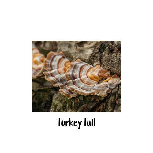 Turkey Tail 10cc Liquid Culture Syringe